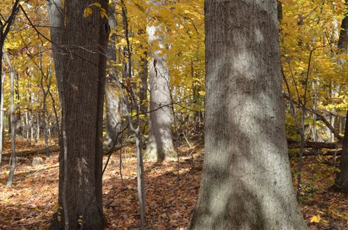 Property photo 9 - 75.3 Acres Offered in 2 Tracts